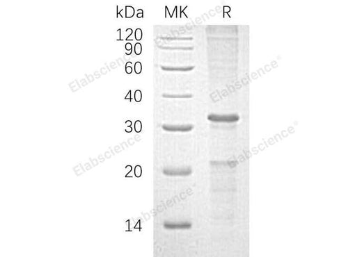 > 70 % as determined by reducing SDS-PAGE.