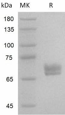 Recombinant Human Wnt3a/Wnt-3a - ABMIUM