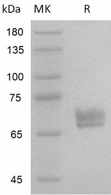Recombinant Human Wnt3a/Wnt-3a - ABMIUM