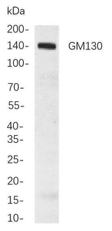 Anti-Human/Mouse/Rat GM130 Antibody [B838]