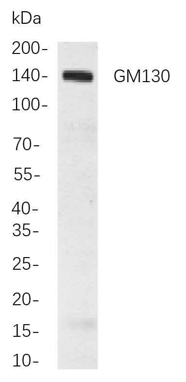 Anti-Human/Mouse/Rat GM130 Antibody [B838] - ABMIUM