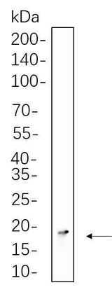 Anti-Human/Mouse/Rat Histone H3 Antibody [B1057]