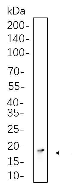 Anti-Human/Mouse/Rat Histone H3 Antibody [B1057]