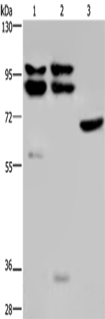 Anti-Human/Mouse OS9 Antibody - ABMIUM