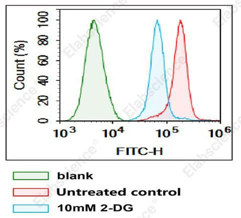 Jurkat cells were incubated and cultured in medium with (10 mM 2-DG (2-Deoxy-D-glucose)) or without 2-DG (Untreated control) for 60 min, washed and then incubated with 2-NBDG Glucose Uptake Assay Kit for 60 min, and flow cytometric detection of The glucose uptake of the cells was detected by flow cytometry. Incubation with 2-DG inhibited the glucose uptake of Jurkat cells.