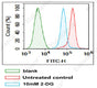 Jurkat cells were incubated and cultured in medium with (10 mM 2-DG (2-Deoxy-D-glucose)) or without 2-DG (Untreated control) for 60 min, washed and then incubated with 2-NBDG Glucose Uptake Assay Kit for 60 min, and flow cytometric detection of The glucose uptake of the cells was detected by flow cytometry. Incubation with 2-DG inhibited the glucose uptake of Jurkat cells.