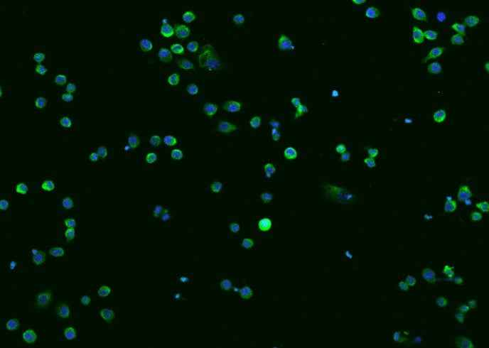 Anti-Mouse CTSZ Antibody [B404] - ABMIUM