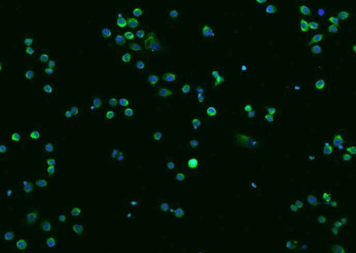 Anti-Mouse CTSZ Antibody [B404] - ABMIUM
