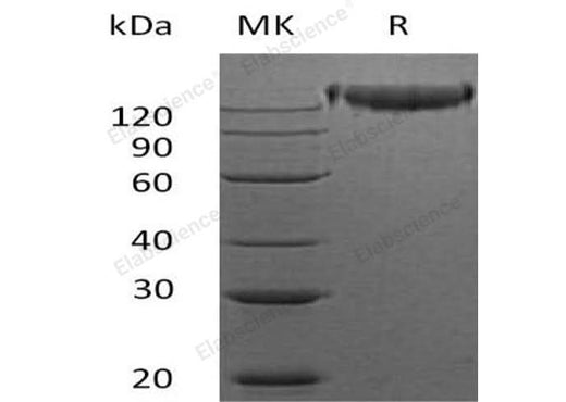 > 96 % as determined by reducing SDS-PAGE.