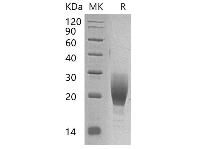 > 95 % as determined by reducing SDS-PAGE.