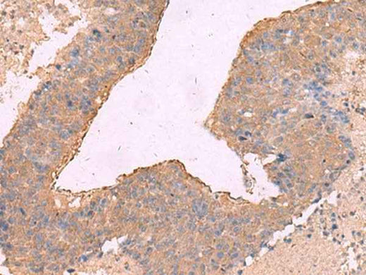 Anti-Human/Mouse NIPSNAP1 Antibody