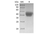> 95 % as determined by reducing SDS-PAGE.