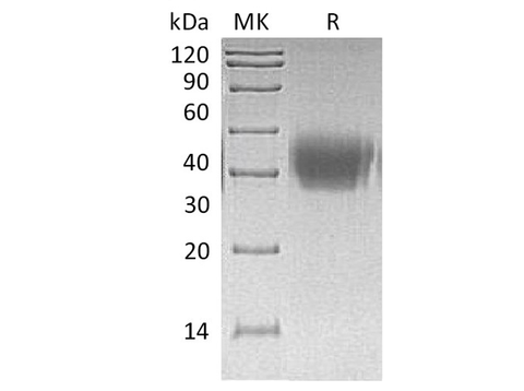 > 95 % as determined by reducing SDS-PAGE.