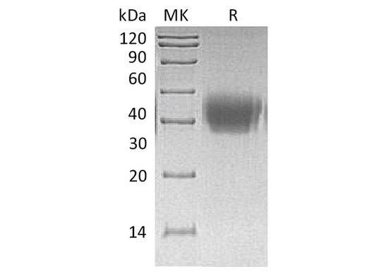 > 95 % as determined by reducing SDS-PAGE.