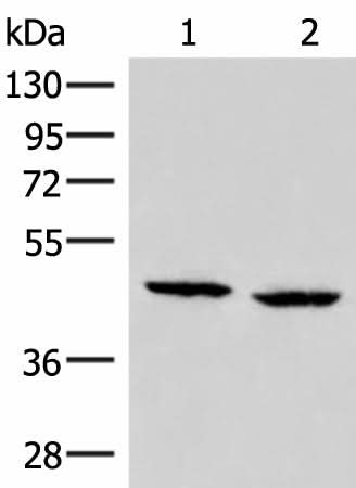 Western blot analysis of PC3 and Hela cell lysates using ZFYVE27 Polyclonal Antibody at dilution of 1:350