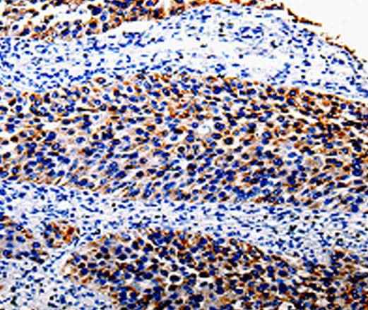 Anti-Human COX10 Antibody
