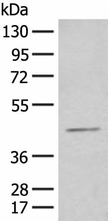 Western blot analysis of HEPG2 cell lysate using HENMT1 Polyclonal Antibody at dilution of 1:500