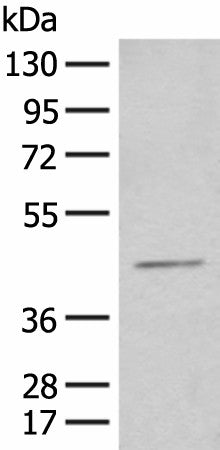 Western blot analysis of HEPG2 cell lysate using HENMT1 Polyclonal Antibody at dilution of 1:500