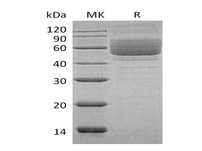 > 95 % as determined by reducing SDS-PAGE.
