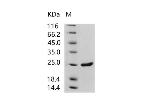 > 95 % as determined by reducing SDS-PAGE.