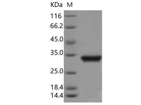 > 90 % as determined by reducing SDS-PAGE.