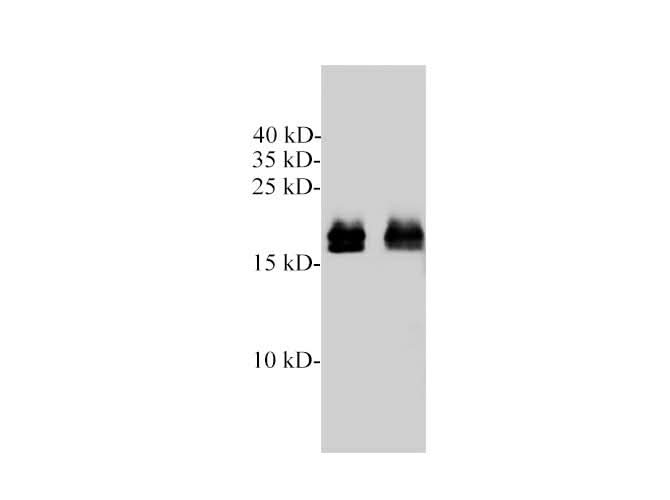 Western blotting with anti-KRAS polyclonal Antibody at dilution of 1:1000. Lane 1: Hela cell lysates, lane 2: Mouse heart lysate.