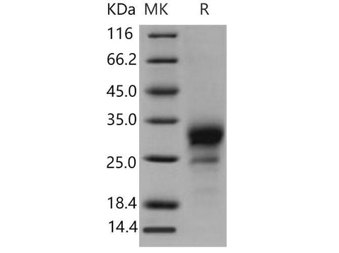 > 95 % as determined by reducing SDS-PAGE.