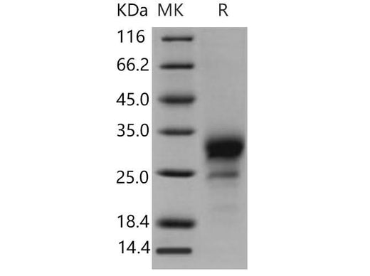 > 95 % as determined by reducing SDS-PAGE.
