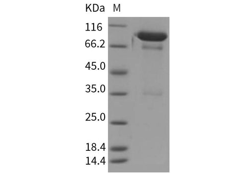 > 90 % as determined by reducing SDS-PAGE.