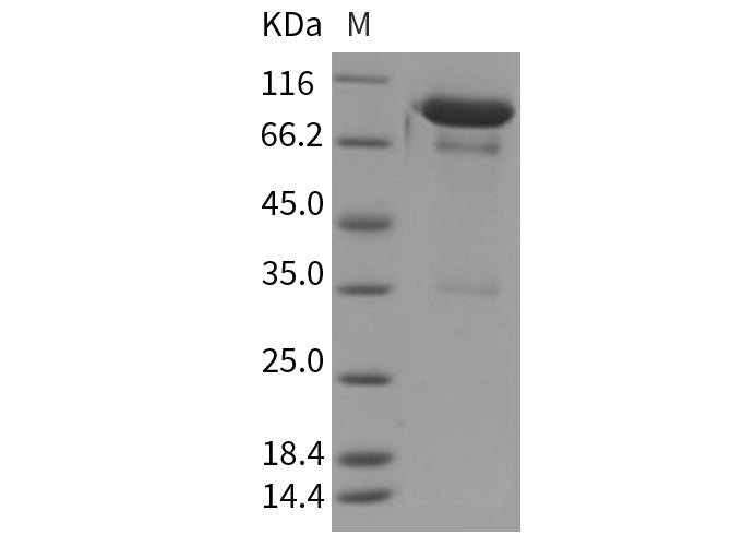 > 90 % as determined by reducing SDS-PAGE.