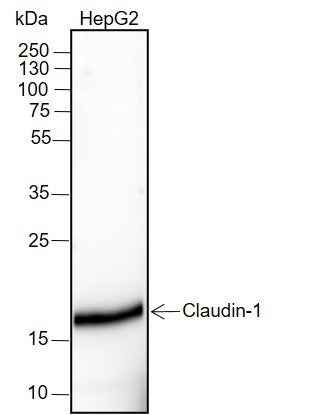 Anti-Human Claudin-1 Antibody [A187]