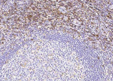 Anti-Human SELPLG Antibody [B368]