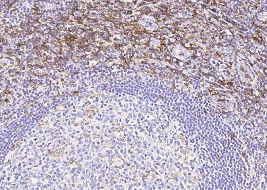 Anti-Human SELPLG Antibody [B368] - ABMIUM