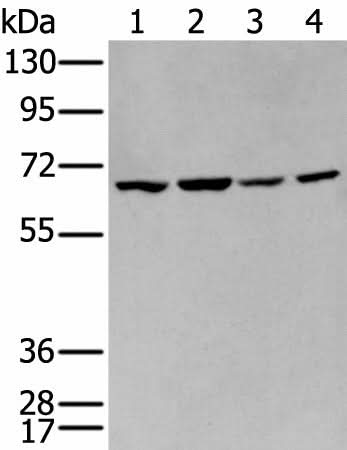 Western blot analysis of 293T and Hela cell lysates using IGF2BP3 Polyclonal Antibody at dilution of 1:350