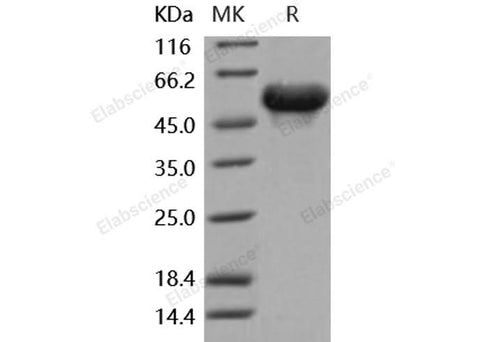 > 97 % as determined by reducing SDS-PAGE.