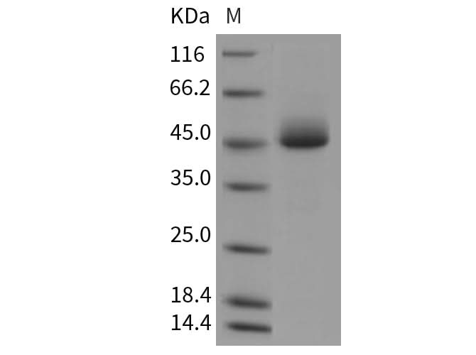 > 98 % as determined by reducing SDS-PAGE.
