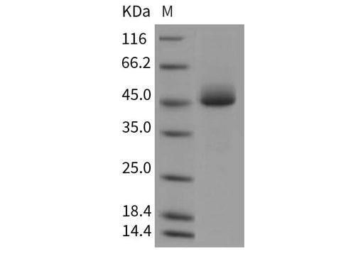 > 98 % as determined by reducing SDS-PAGE.