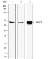 Anti-Human PARP2 Antibody [A783] - ABMIUM