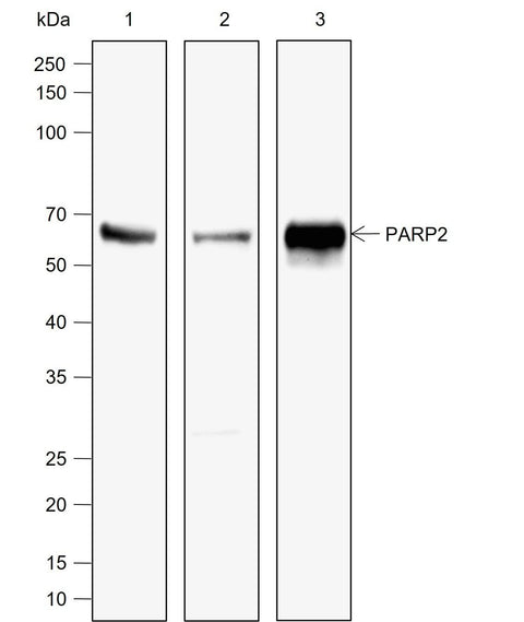 Anti-Human PARP2 Antibody [A783] - ABMIUM