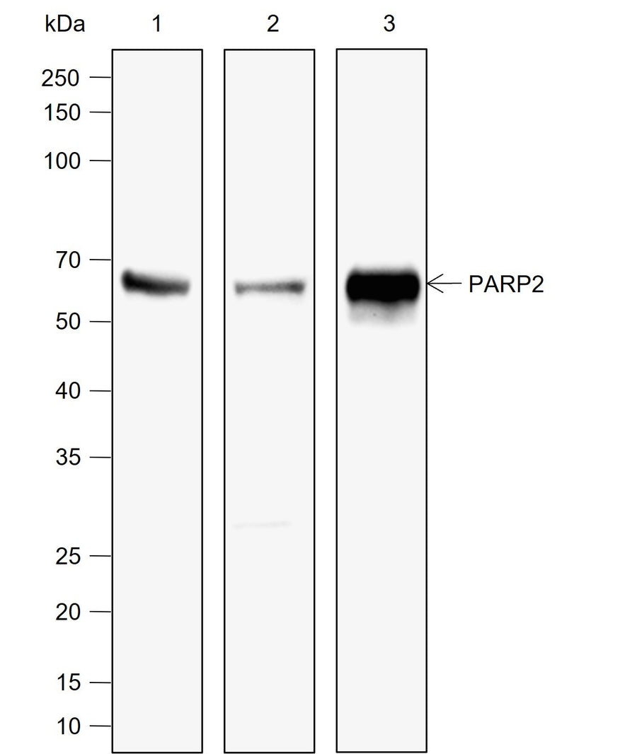 Anti-Human PARP2 Antibody [A783] - ABMIUM