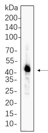 Anti-Human/Mouse/Rat Caspase-1 Antibody [B671]