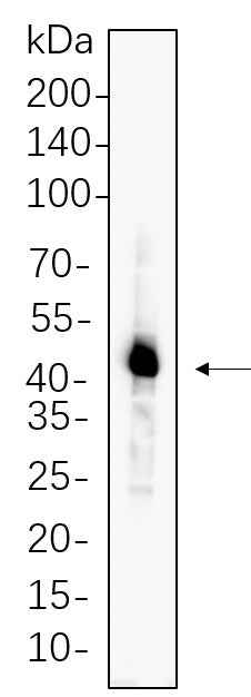 Anti-Human/Mouse/Rat Caspase-1 Antibody [B671] - ABMIUM