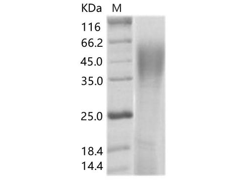 > 95 % as determined by reducing SDS-PAGE.