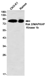 Western blot detection of Rsk 2/MAPKAP Kinase 1b in CHO-K1,Ramos using Rsk 2/MAPKAP Kinase 1b Rabbit mAb(1:1000 diluted)