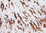 Anti-Mouse MEP1A Antibody [B393]