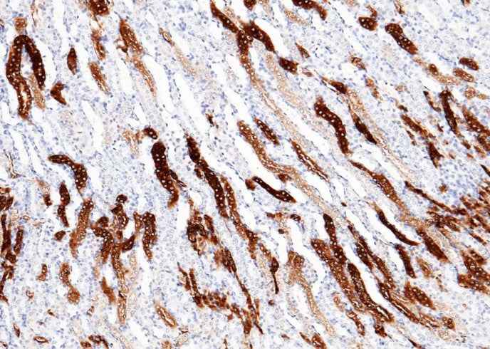 Anti-Mouse MEP1A Antibody [B393]