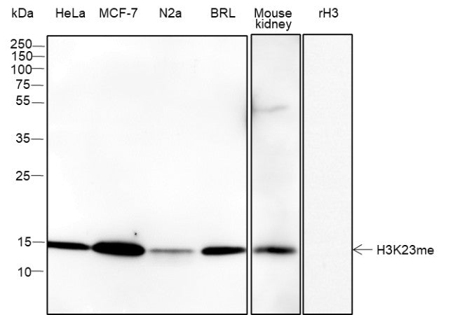 Anti-Human/Rat/Mouse Histone H3 (Mono Methyl Lys23) Antibody [A835] - ABMIUM