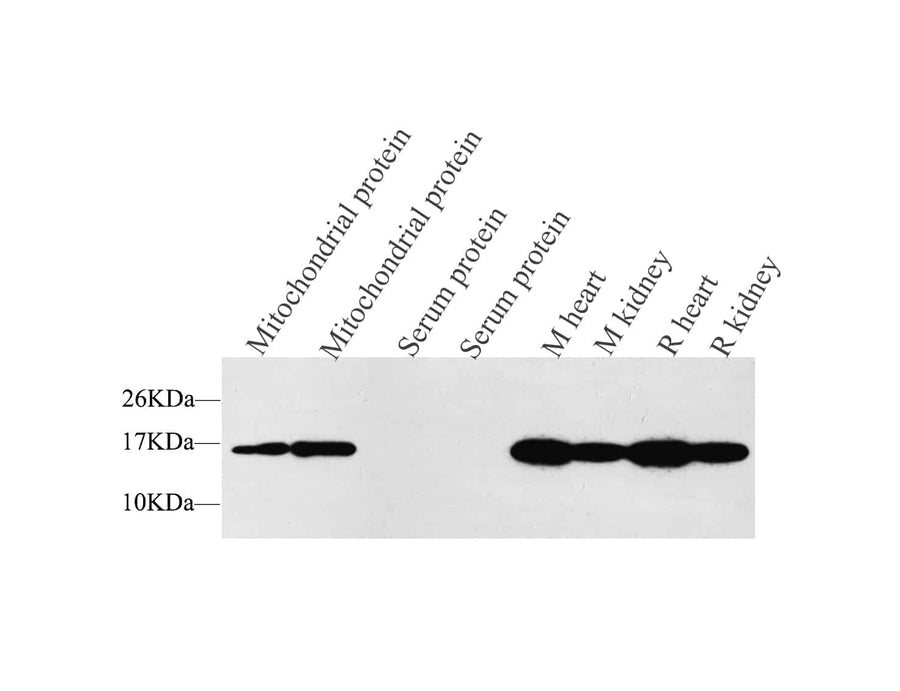 Western Blot analysis of various samples using COX4I1 Polyclonal Antibody at dilution of 1:1500.