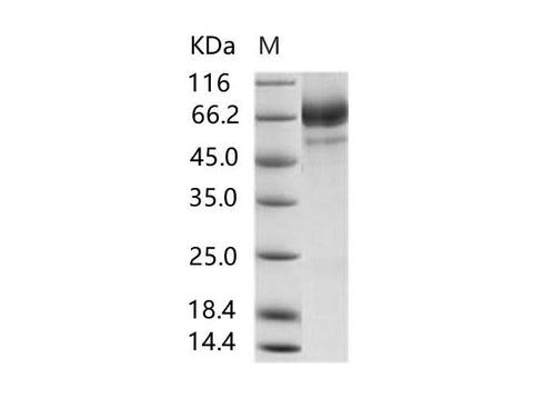 > 85 % as determined by reducing SDS-PAGE.