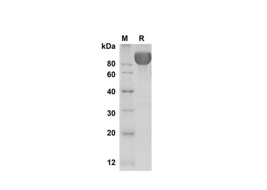 SDS-PAGE analysis of Mouse ICAM-1/CD54 proteins , 2 μg/lane of Recombinant Mouse ICAM-1/CD54 proteins was resolved with SDS-PAGE under reducing conditions , showing bands at 90 kDa.